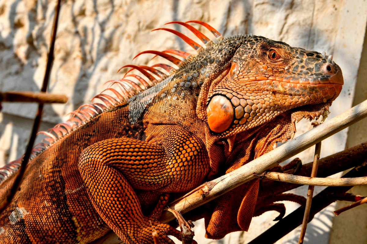 Et si notre corps nous rendait plus intelligent